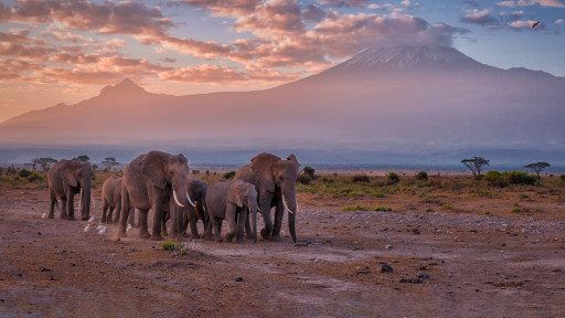 象群在路上